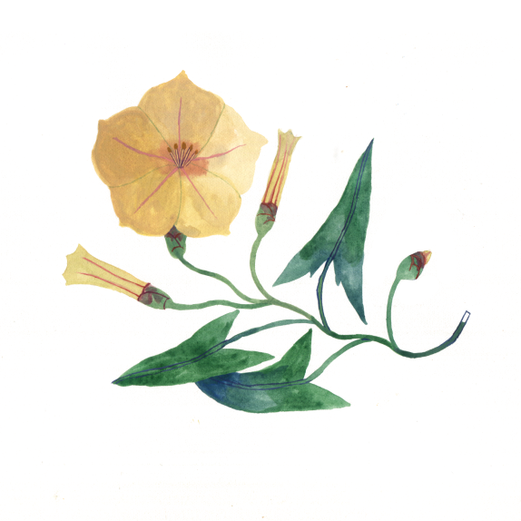 herbari_02
